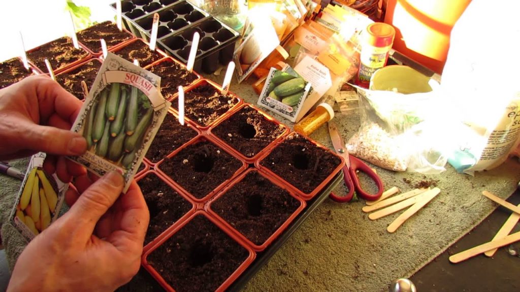 Gary Pilarchik: For New Gardeners: How to Seed Start Zucchini and Squash Indoors: Big Plants! – MFG 2014 For New Gardeners: How to Seed Start Zucchini and Squash Indoors: Big Plants! - MFG 2014