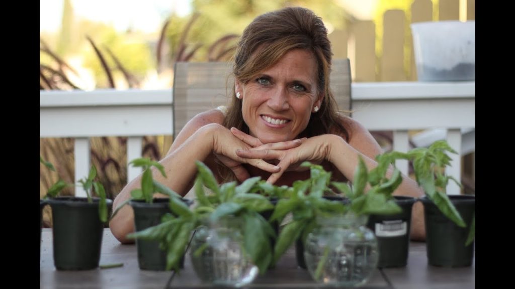 How to Propagate Basil - Endless Supply from One Plant!