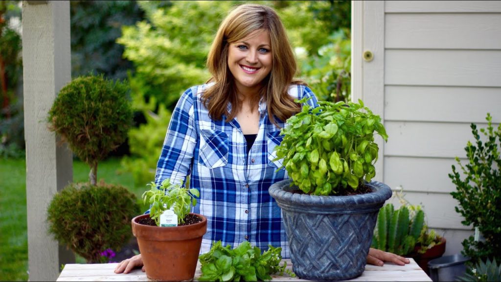 How to Prune Basil