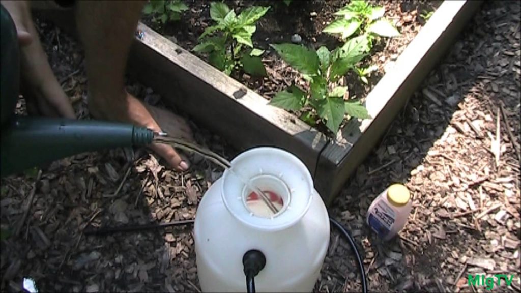 MIgardener: Simplest & Cheapest Method To Prevent Blossom End Rot (BER) – Using Tums! Simplest & Cheapest Method To Prevent Blossom End Rot (BER) - Using Tums!