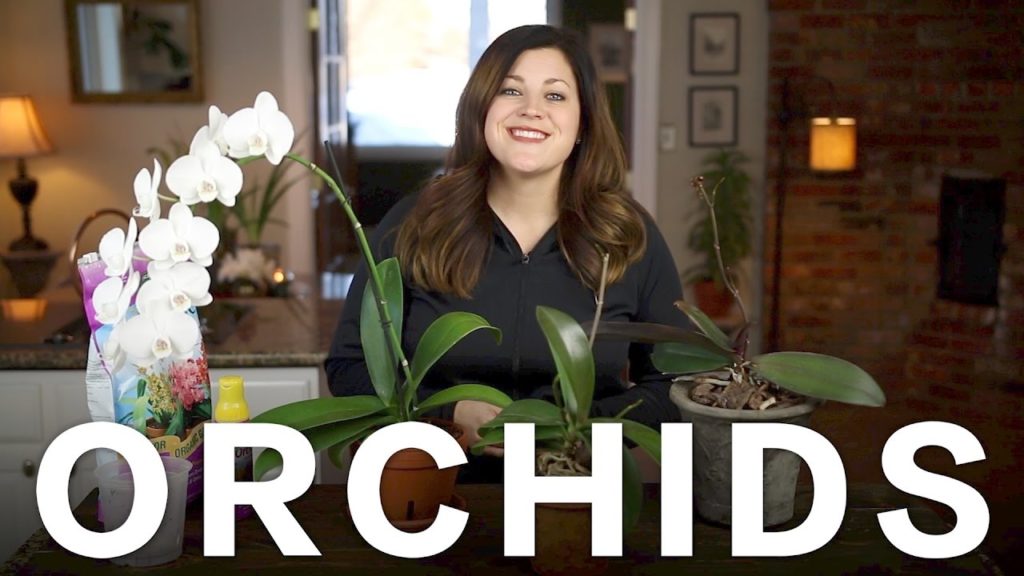 Garden Answer: Orchid Care Tips // Garden Answer Orchid Care Tips // Garden Answer