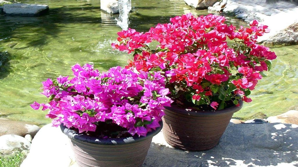 4 Tips To Grow Bougainvillea At Home – Gardening Tips 4 Tips To Grow Bougainvillea At Home - Gardening Tips