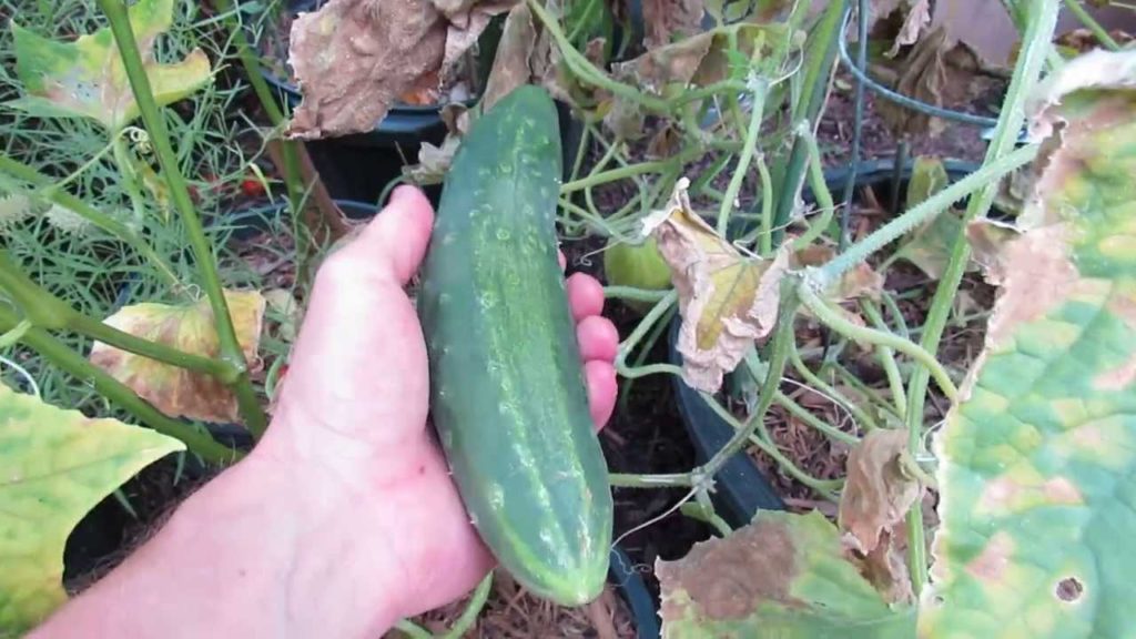 Gary Pilarchik: How to Easily Collect & Save Garden Cucumber Seeds: The Rusted Garden 2013 How to Easily Collect & Save Garden Cucumber Seeds: The Rusted Garden 2013