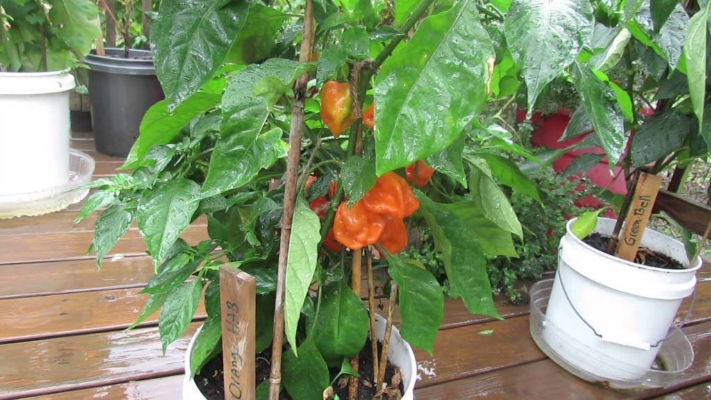 Gary Pilarchik: Introducing 5 Great Container Peppers Ready for Harvest: My 1st Vegetable Garden – MFG 2013. Introducing 5 Great Container Peppers Ready for Harvest: My 1st Vegetable Garden - MFG 2013.