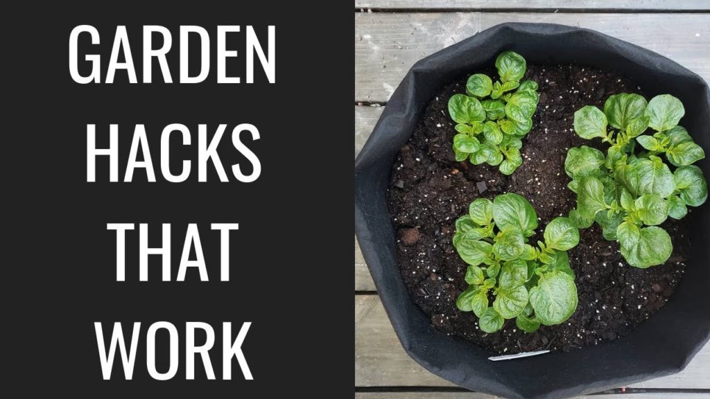 5 Gardening Tips and Ideas that Actually Work 5 Gardening Tips and Ideas that Actually Work