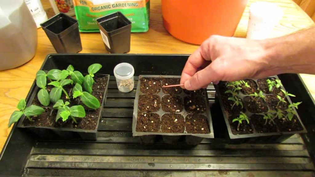 Gary Pilarchik: For New Gardeners: How to Start/Plant Tomato Seeds Indoors for Transplants – MFG 2014 For New Gardeners: How to Start/Plant Tomato Seeds Indoors for Transplants - MFG 2014