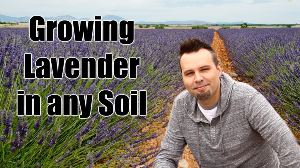 Planting and Growing Lavender