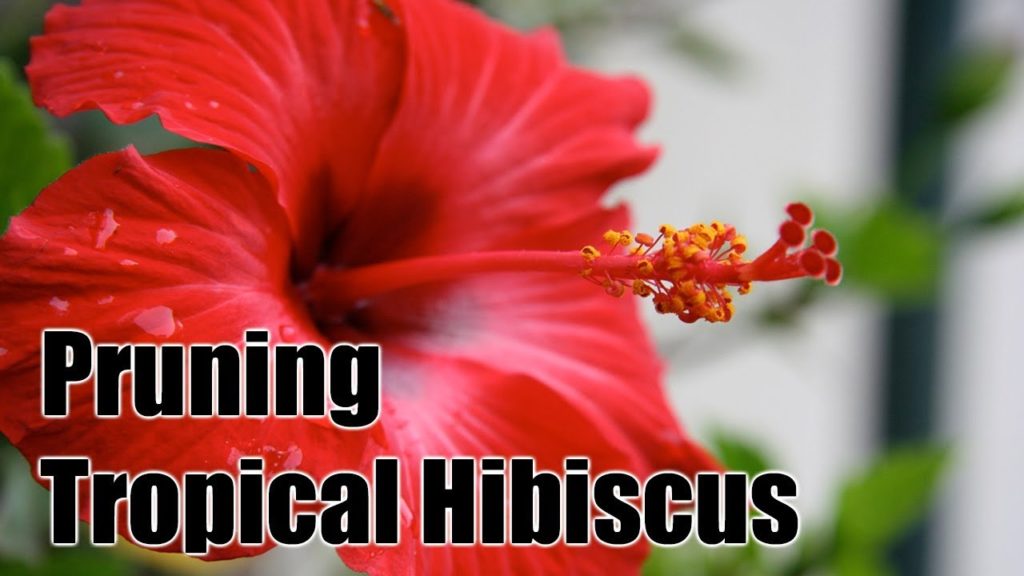 Pruning and Maintaining Tropical Hibiscus