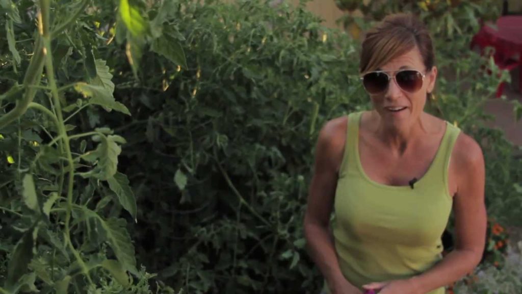 How to get Huge Tomato Plants - Easy, Cheap Tomato Fertilizing Tips