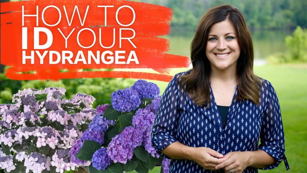 Garden Answer: How to Identify Your Hydrangea // Garden Answer How to Identify Your Hydrangea // Garden Answer