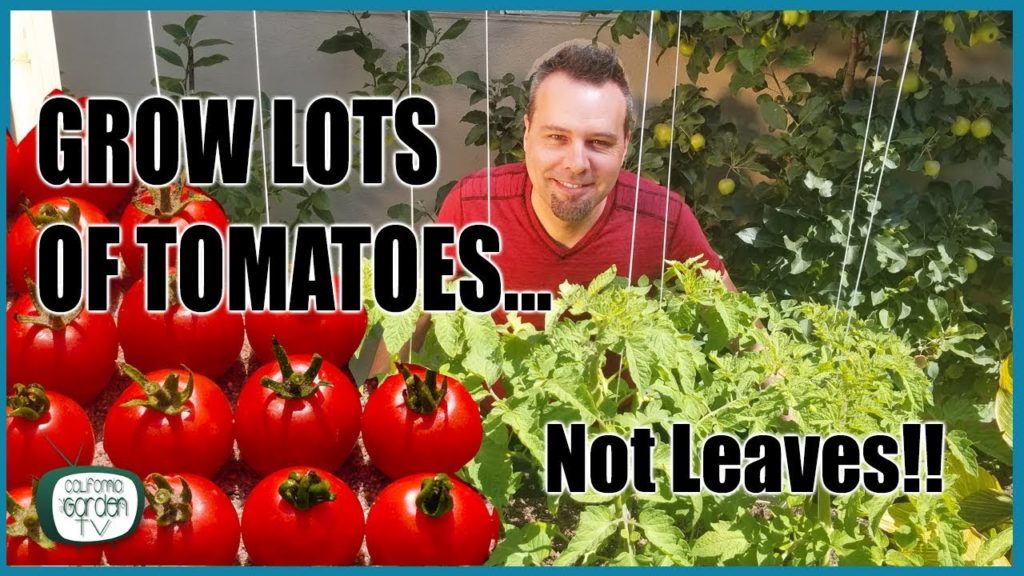Grow Lots of Tomatoes... Not Leaves // Complete Growing Guide
