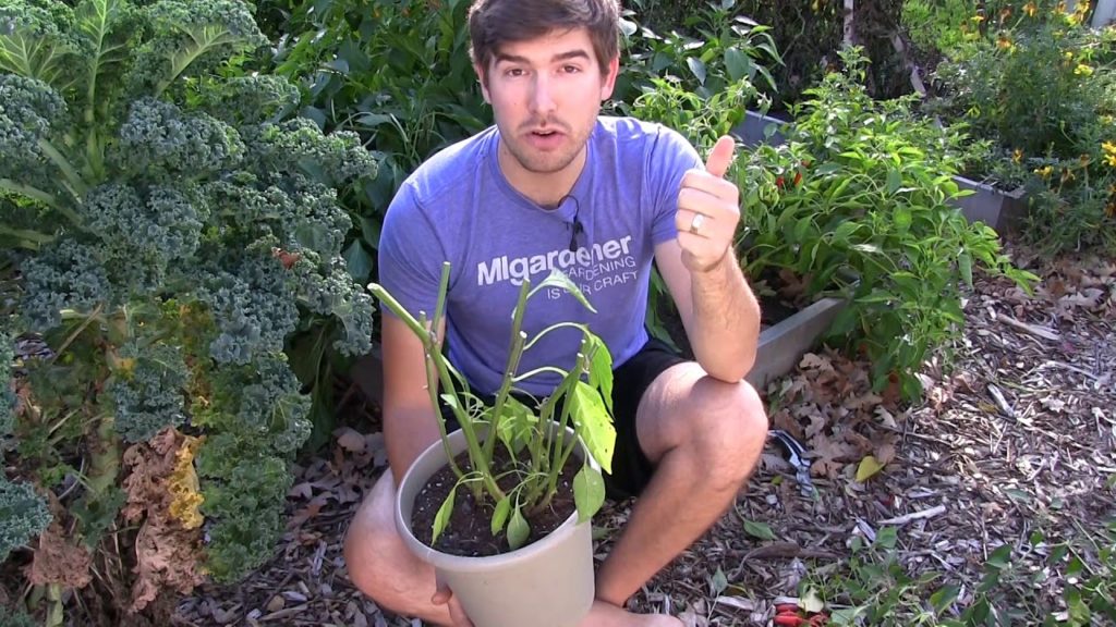 MIgardener: A Complete Walkthrough How to Bring Peppers Indoors to Overwinter A Complete Walkthrough How to Bring Peppers Indoors to Overwinter