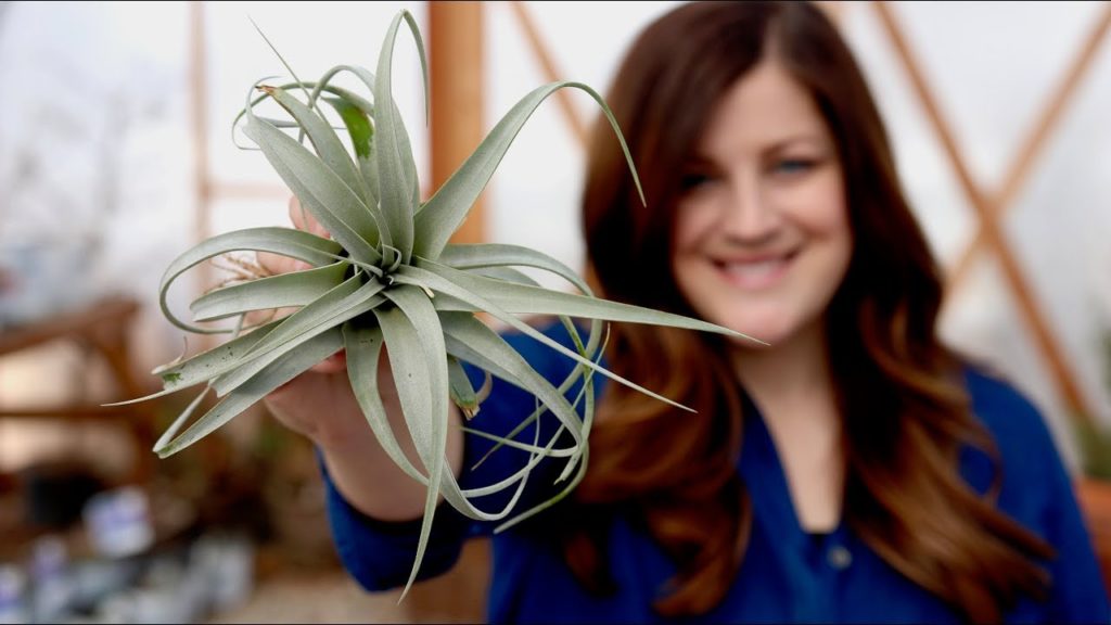 Garden Answer: Air Plant Care Guide // Garden Answer Air Plant Care Guide // Garden Answer
