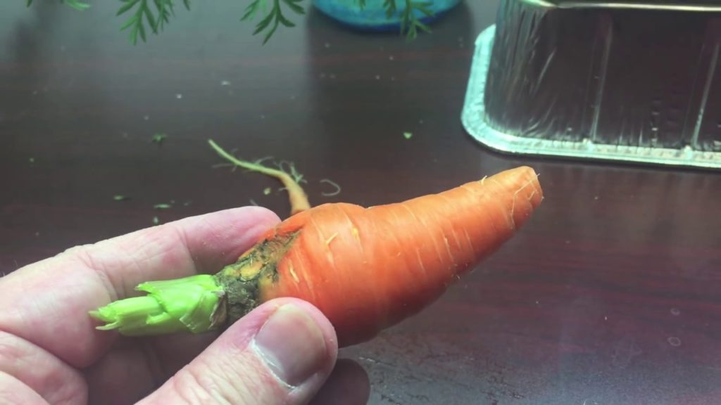 Jeb Gardener: Hydroponic Carrot – Will it Kratky? Hydroponic Carrot - Will it Kratky?