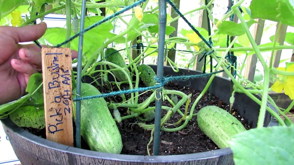 All-America Selections Flowers & Vegetables: A Perfect Compact & Prolific Container Cucumber 'Pick a Bushel': Flower & Vegetable Profiles A Perfect Compact & Prolific Container Cucumber 'Pick a Bushel': Flower & Vegetable Profiles