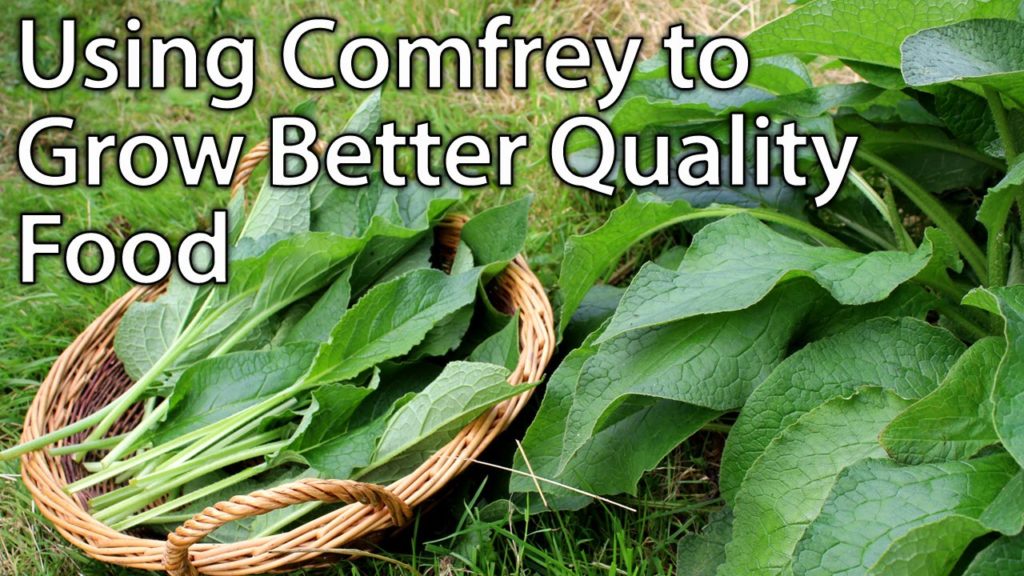 Growing and Using Comfrey - Perfect Plant for Permaculture Vegetable Gardening