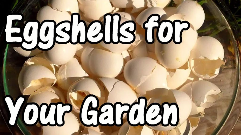 One Yard Revolution: 2 Min. Tip: How We Use Eggshells in Our Garden (Eggshell Calcium) 2 Min. Tip: How We Use Eggshells in Our Garden (Eggshell Calcium)