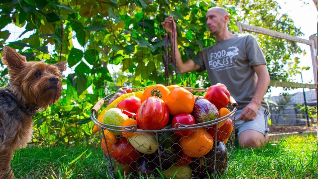 No Dig Gardening Harvest, Backyard Permaculture Food Forest