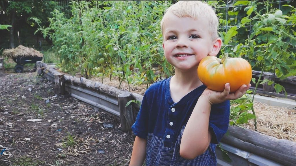 Roots and Refuge Farm: CAT FIGHT (And Some Huge Tomatoes) | VLOG | Roots and Refuge CAT FIGHT (And Some Huge Tomatoes) | VLOG | Roots and Refuge