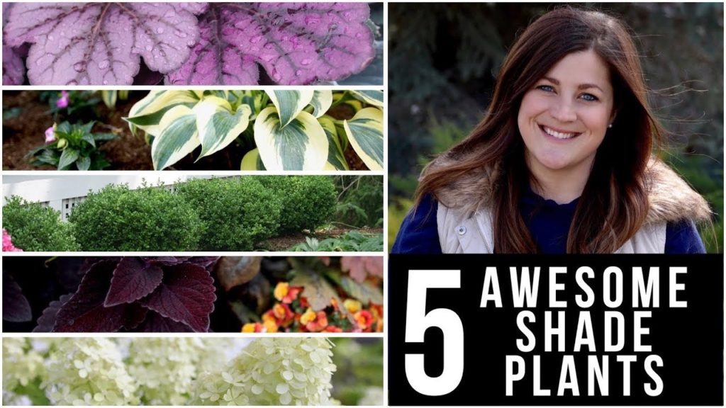 5 Awesome Plants for Shade! 🌿🌥👍 // Garden Answer