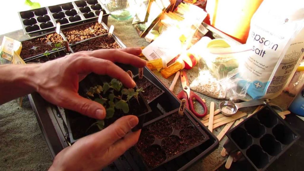 Gary Pilarchik: For New Gardeners: How to Seed Start Kale and Collard Greens Indoors: Great Greens!- MFG 2014 For New Gardeners: How to Seed Start Kale and Collard Greens Indoors: Great Greens!- MFG 2014
