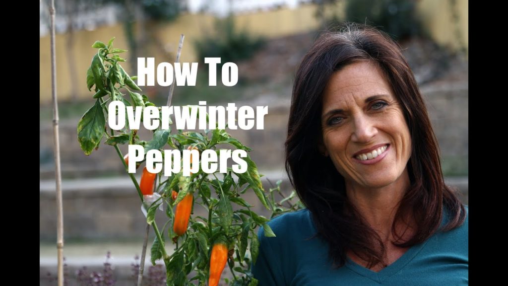 How to Overwinter Peppers