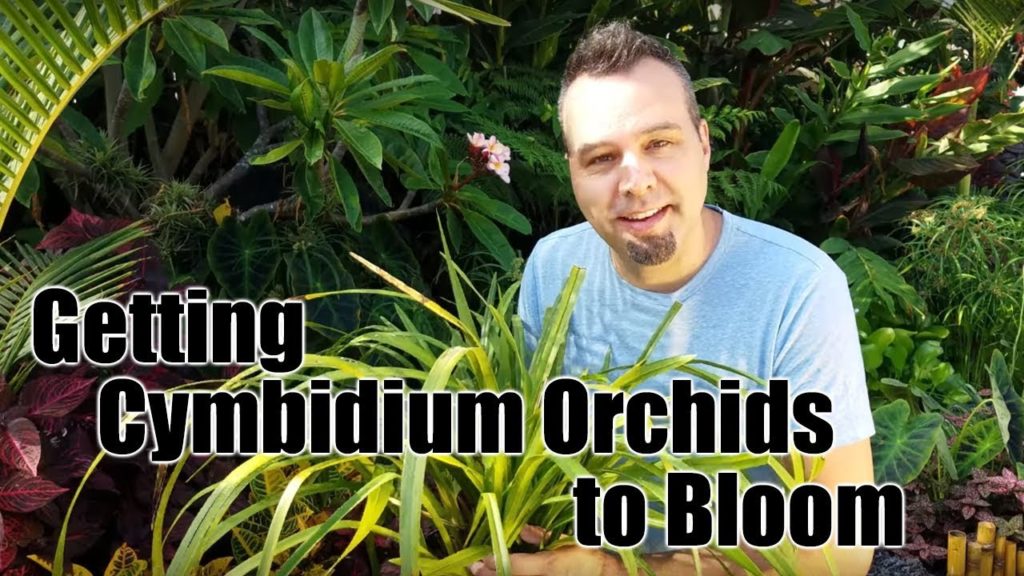 Getting Cymbidium Orchids to Bloom