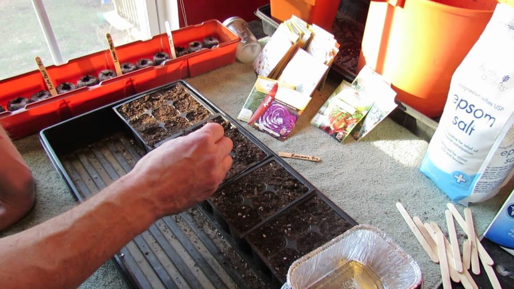 Great Herbs! How to Seed Start Rosemary Indoors: Start Early! - MFG 2014