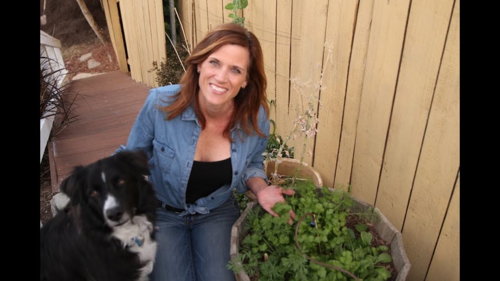 How to Grow Cilantro Indoors NOW in the Dead of Winter