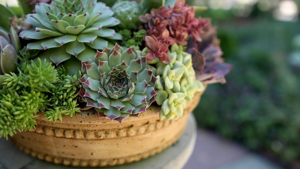 Succulent Inspiration! 💚🌵🌿