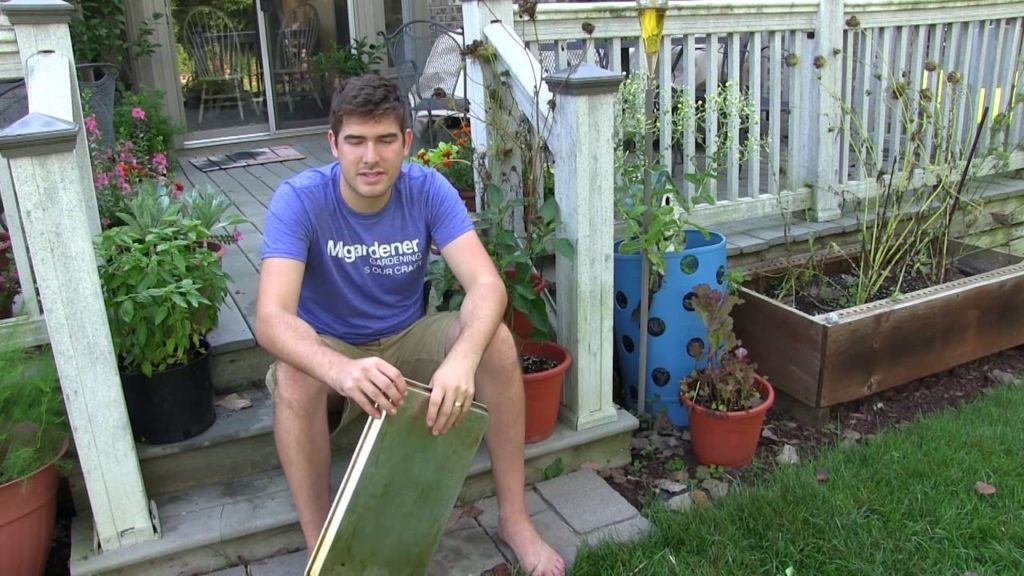 MIgardener: Never Buy Carrot Seed Again – How to Save Carrot Seed Never Buy Carrot Seed Again - How to Save Carrot Seed