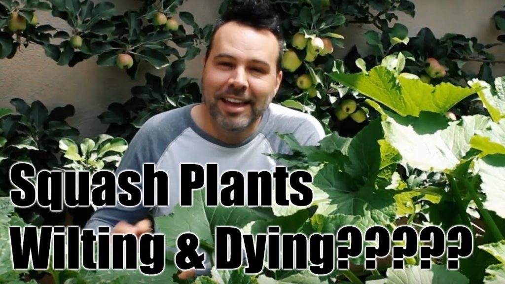 Squash Plant Pest and Diseases // Squash Bug and Fungus Wilt