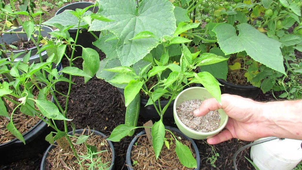 Gary Pilarchik: Cucumber Plant Maintenance: Nutrients, Disease and Pests – The Rusted Garden 2013 Cucumber Plant Maintenance: Nutrients, Disease and Pests - The Rusted Garden 2013