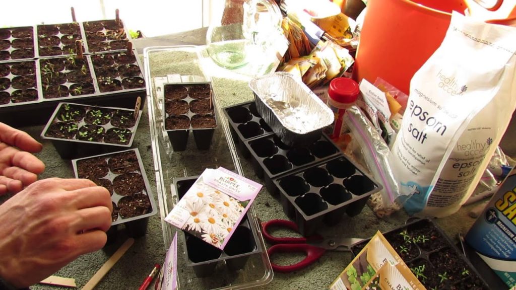 Garden Flowers: How to Seed Start Shasta Daisies Indoors: Perennial in Zones 5-9 - MFG 2014