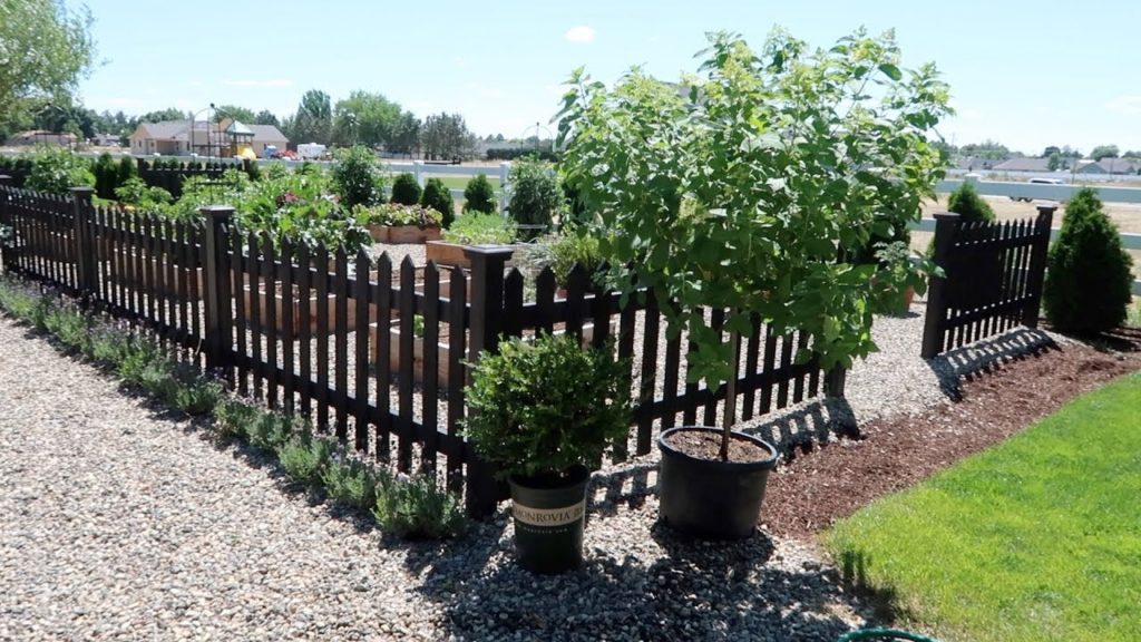 Planting Limelight Hydrangea Trees