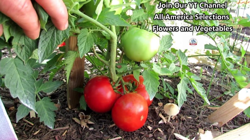 All-America Selections Flowers & Vegetables: The Big Beef Tomato (AAS Winner) Profile – Indeterminate & Determinate: 'The Proof is in the Plant' The Big Beef Tomato (AAS Winner) Profile - Indeterminate & Determinate: 'The Proof is in the Plant'