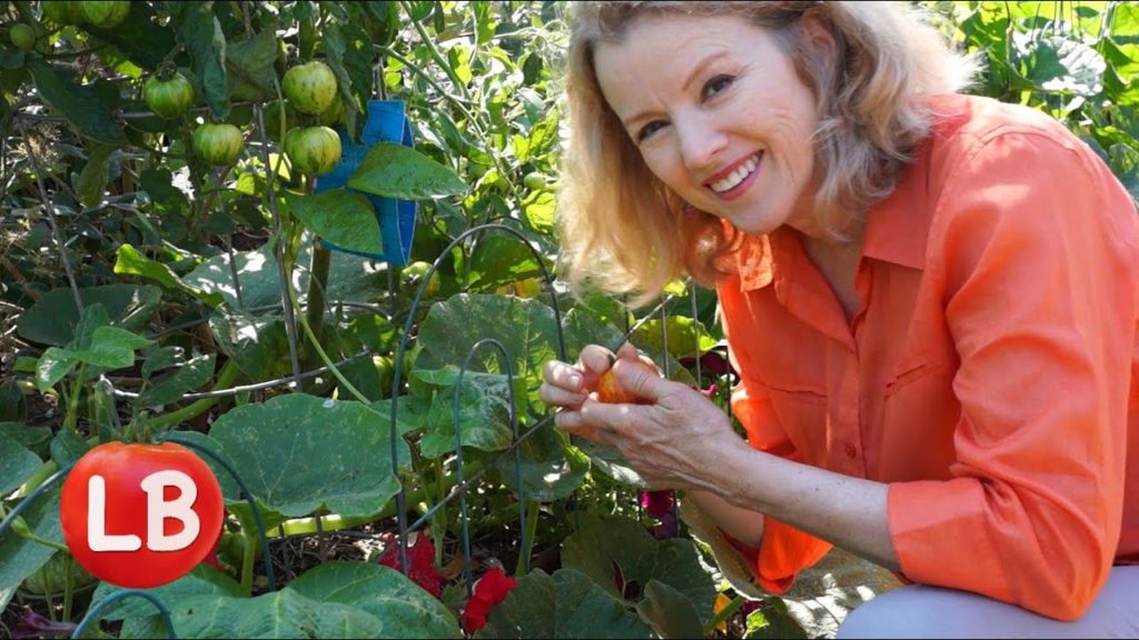 Kaye Kittrell: Growing Heirloom Tomatoes – Part 3 | Late Bloomer | Episode 14 Growing Heirloom Tomatoes - Part 3 | Late Bloomer | Episode 14
