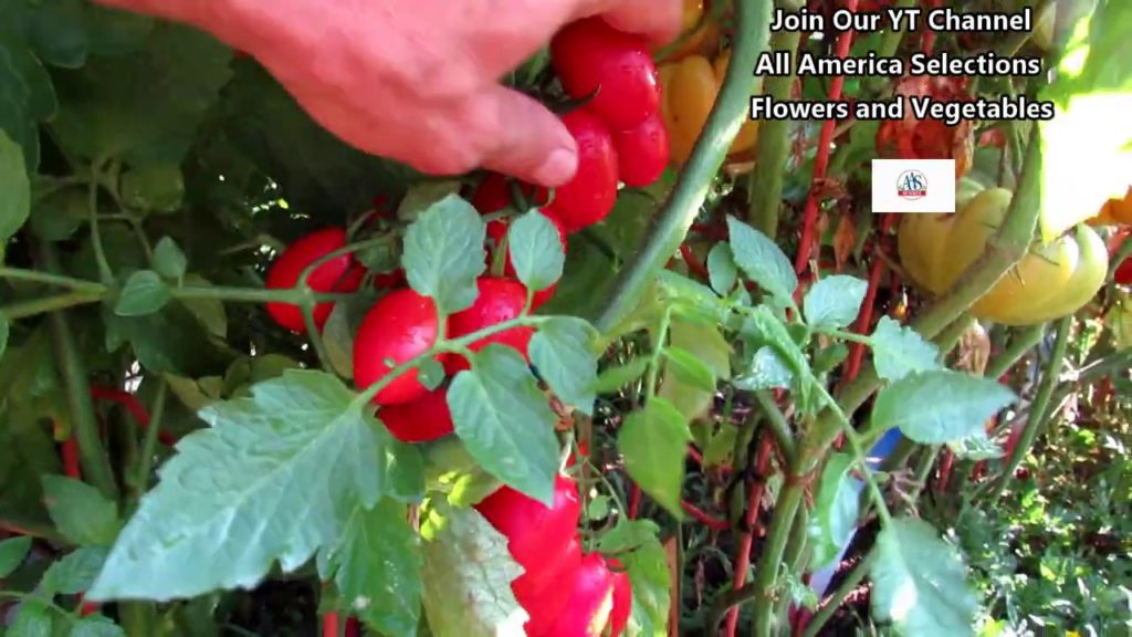 All-America Selections Flowers & Vegetables: The Juliet Tomato (AAS Winner) Profile – No Skin Cracking: 'The Proof is in the Plant' The Juliet Tomato (AAS Winner) Profile - No Skin Cracking: 'The Proof is in the Plant'