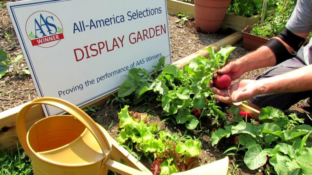 All-America Selections Flowers & Vegetables: The Roxanne Radish (AAS Winner) Profile & Growing Large Radishes: 'The Proof is in the Plant!' The Roxanne Radish (AAS Winner) Profile & Growing Large Radishes: 'The Proof is in the Plant!'