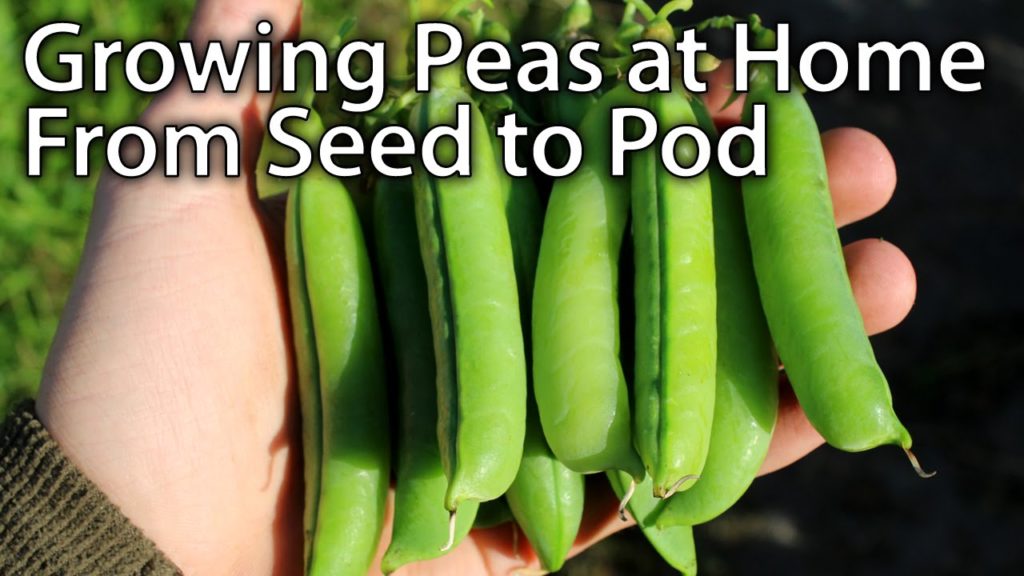 How to Grow AMAZING Peas - From Planting to Harvesting
