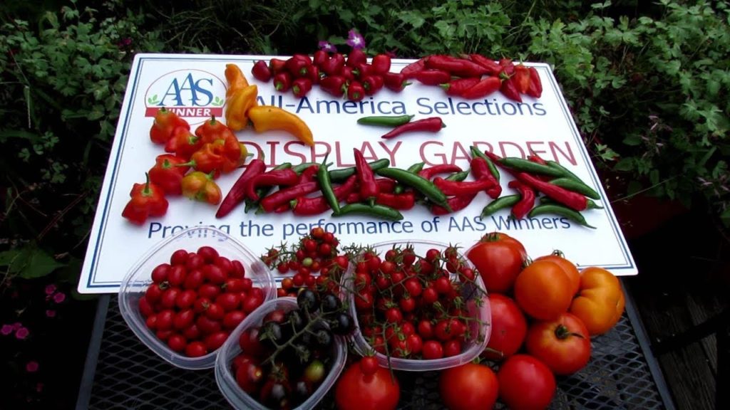 All-America Selections Flowers & Vegetables: A Tour & Harvest of My All America Selections Vegetable Garden: "The Proof is in the Plant & Pick" A Tour & Harvest of My All America Selections Vegetable Garden: "The Proof is in the Plant & Pick"