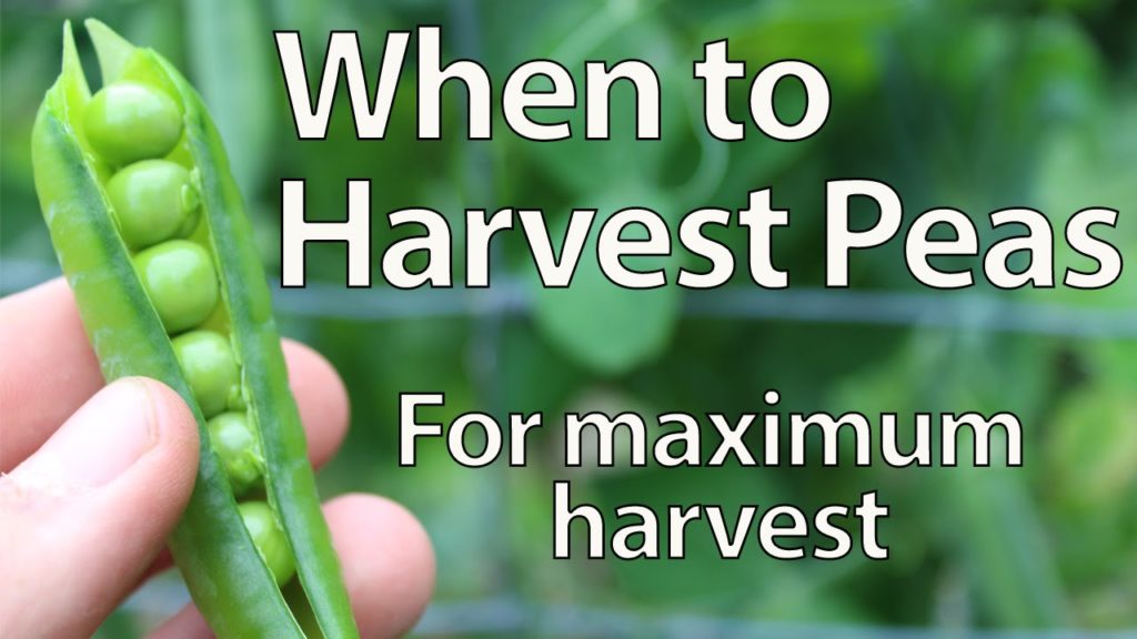 Huw Richards: When to Harvest Peas When to Harvest Peas