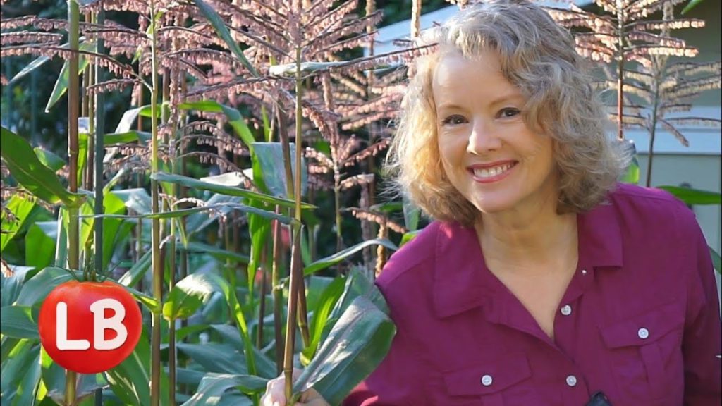 Growing Corn in a Raised Bed | Late Bloomer | Episode 12