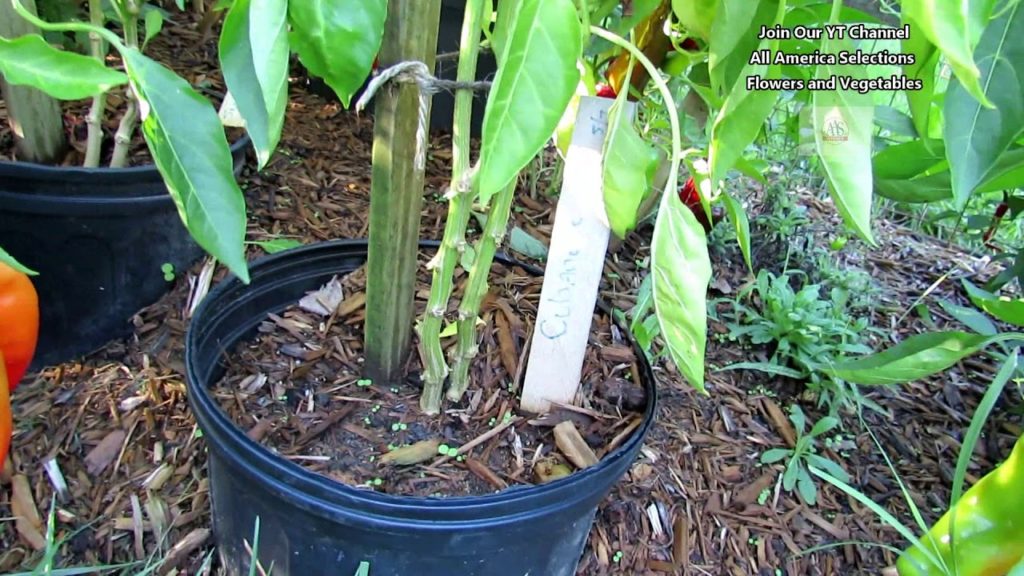 All-America Selections Flowers & Vegetables: Double the Production of Your Garden Peppers – Just Plant 2 in a Space: AAS Quick Gardening Tips Double the Production of Your Garden Peppers - Just Plant 2 in a Space: AAS Quick Gardening Tips