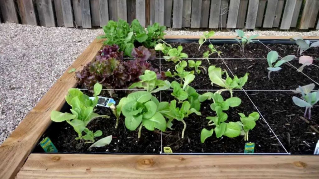 Best spacing of vegetables - Maximize your yields