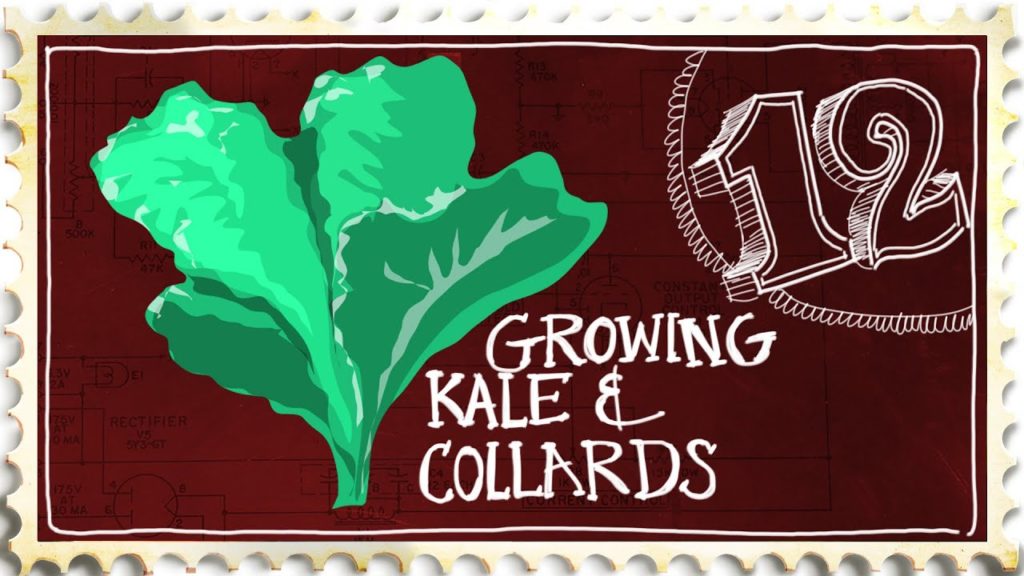 Siloé Oliveira: Growing Kale and Collard Greens – Suburban Homestead Ep12 Growing Kale and Collard Greens - Suburban Homestead Ep12