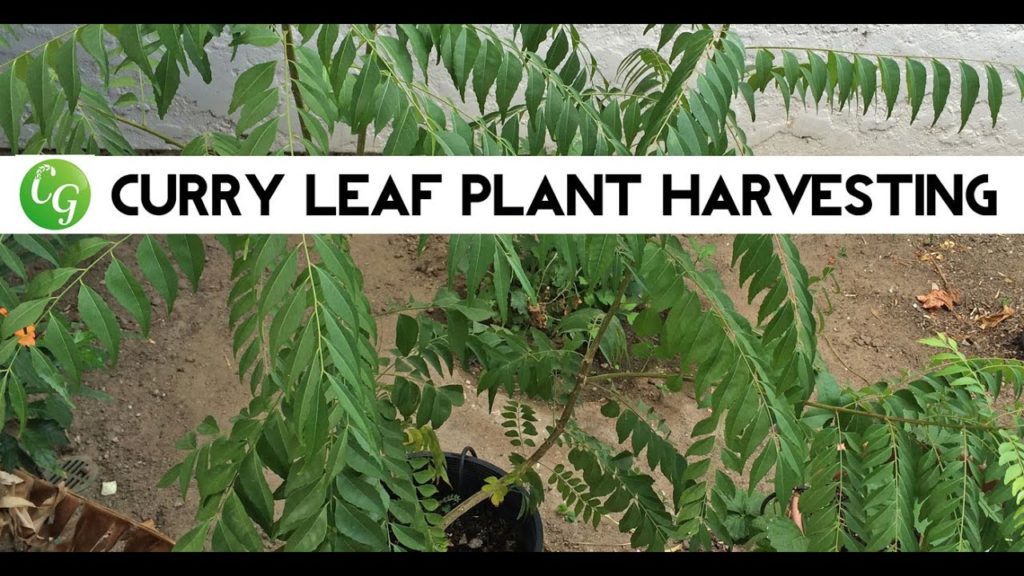 Curry Tree - Pruning & Harvest of Curry Leaf Plant or Tree