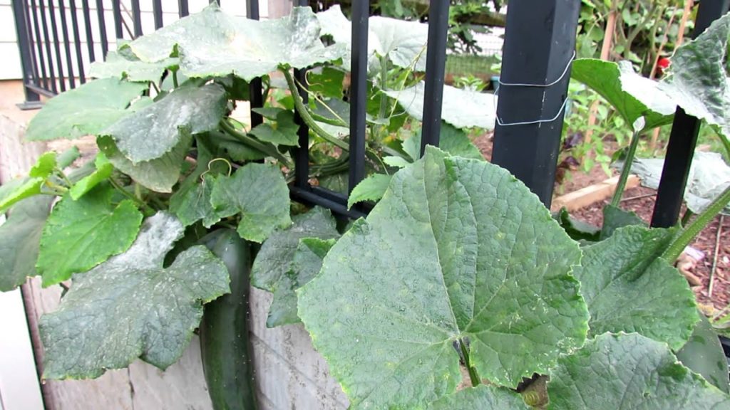 Tending Cucumbers: Identifying and Treating White Powdery Mildew with Baking Soda
