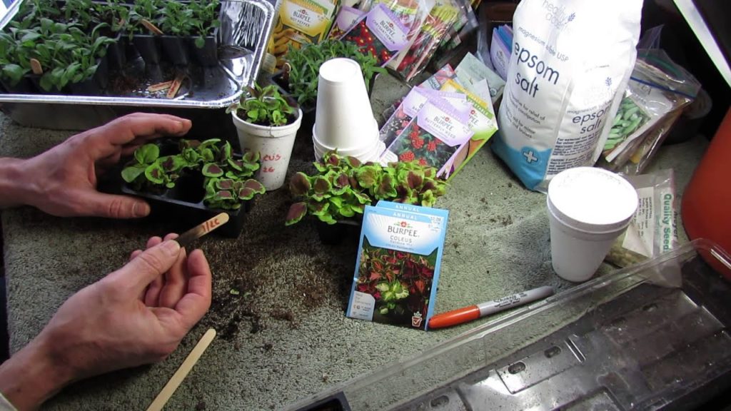 Gary Pilarchik: Garden Flowers: Seed Starting and Transplanting Coleus: A Great Annual! – MFG 2014 Garden Flowers: Seed Starting and Transplanting Coleus: A Great Annual! - MFG 2014
