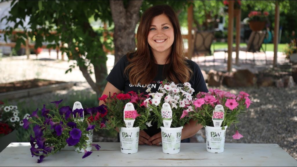 Garden Answer: How to Have Success with Supertunias // Garden Answer How to Have Success with Supertunias // Garden Answer